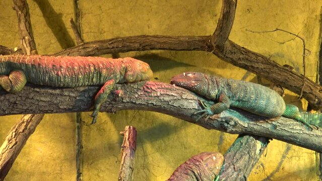 Northern caiman lizard Dracaena guianensis sleeping