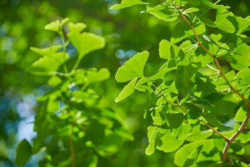 Fototapeta na wymiar 初夏の新緑の銀杏の葉っぱの風景