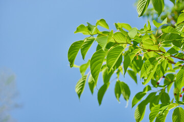 初夏の新緑の桜の木の葉っぱの風景