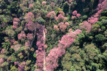 Top view Aerial view of pink cherry blossom trees on mountains.