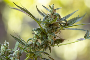 Ayahuasca Purple strain of Medical Cannabis. Closeup of mature bud on day of harvest. marijuana...