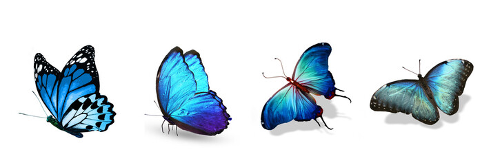Set of color tropical butterflies, isolated on the white
