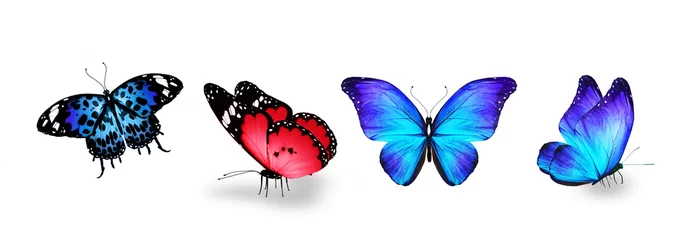 Poster Vlinders Set of color tropical butterflies, isolated on the white