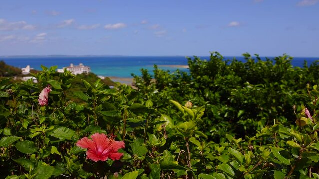 沖縄-青い海とハイビスカス-