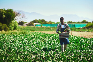 Farmer, agriculture and black man with crate on farm after harvest of vegetables on mockup. Agro, countryside and African person with box of green product, food or farming in field for sustainability