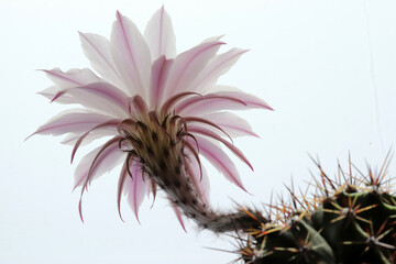 Blooming cactus in pink color. Potted flower.