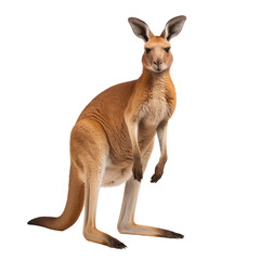 kangaroo, full body