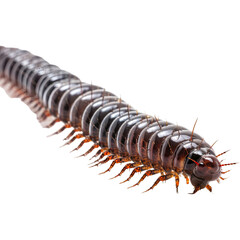 Obraz premium Centipede, millipede