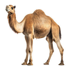 camel, Camelus dromedarius