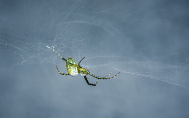 Orb weaver spider (Leucauge venusta) on web, Macro shot of insect and wildlife in nature.
