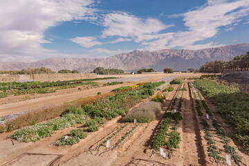 experimental farm in the Arava Desert in Rift Valley in Israel with the Mountains of Jordan and a...