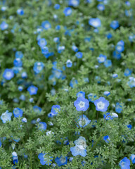 山口県下関市　火の山公園に咲くネモフィラ