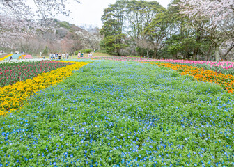 春の火の山公園（ネモフィラ・チューリップ・桜）山口県下関市