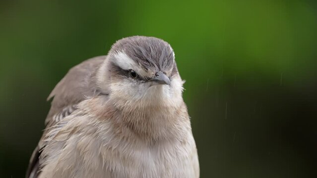 A Close-Up View of a Chalk-browed Mockingbird (Mimus saturninus) fluffing Its wet feathers on a rainy day in slow motion