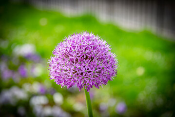 paisaje de primavera con el campo y flores en la España central en primavera	
