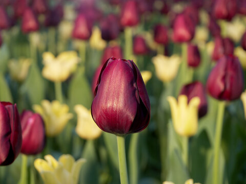 Tulip Pallada at a local tulip flower exhibition