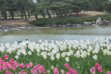 海の中道海浜公園で満開に咲くチューリップ　福岡県