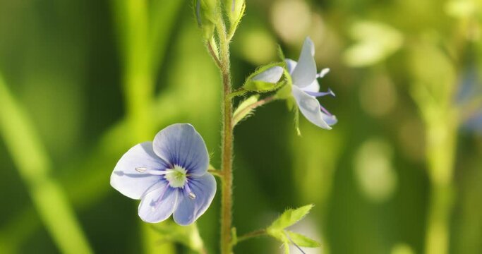 The flower of the Veronica beccabunga, the European speedwell or brooklime