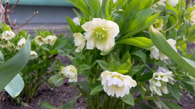 Spring White early peony, still very delicate with a beautiful mid-bud.