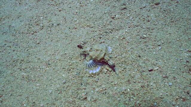 Common Seamoth, Little Dragonfish or Short Dragonfish (Eurypegasus draconis) walking on sand bottom on sunny day in sun beams, top view, slow motion