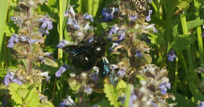 Xylocopa violacea, the violet carpenter bee on the flowers of Ajuga reptans