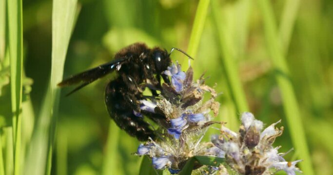 Xylocopa violacea, the violet carpenter bee on the flowers of Ajuga reptans