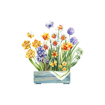 Watercolor, floral illustration isolated on white background, box with spring flowers, daffodils, hyacinths, onion flowers and butterflies. Vintage style, shabby chic, scrapbooking