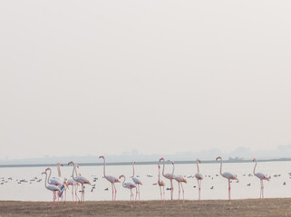 Flock of Flamingo