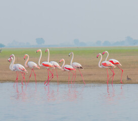 Fototapeta na wymiar flock of flamingo