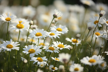 Fototapeta na wymiar Daisy flowers field
