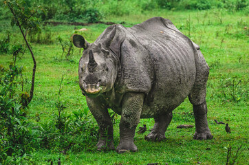 Obraz premium Indian One-horned Rhino staring into the camera and eating grass