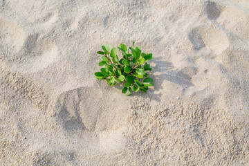 plant in sand - Powered by Adobe