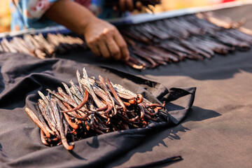 Agriculture sorting vanilla pods to dry in the sun on the shelf.