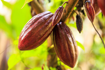 Red cocoa pod on tree in the field. Cocoa (Theobroma cacao L.) is a cultivated tree in plantations. northern of thailand,