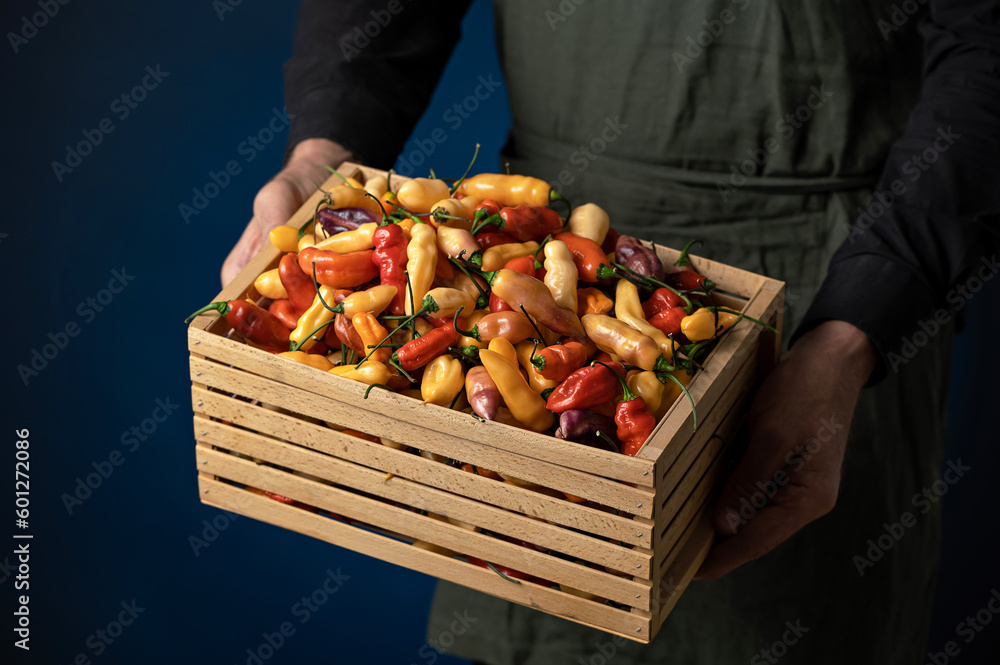 Wall mural Peppers Bhut Zholokia Orange in wooden box in hands of farmer. Harvest of fresh hot yellow ripe Indian peppers. Bright spices. Dark blue background. Front view. Copy space.  - Wall murals