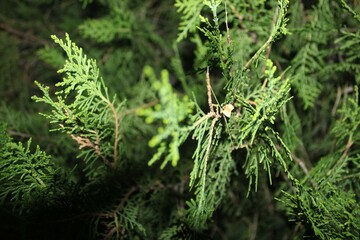 green moss on the gr

ound