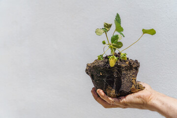 man's hand holding a strawberry plant with roots isolated on white background and copy space