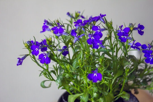 Blue violet Lobelia erinus Sapphire flowers or Edging Lobelia, Garden Lobelia a popular edging plant in gardens.