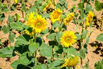 Field with sunflowers, especially for obtaining oil, in the province of Zamora, in the interior of Spain.