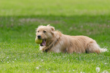 Naklejka na ściany i meble Adorable Golden Retriever dog playing with a ball in the park