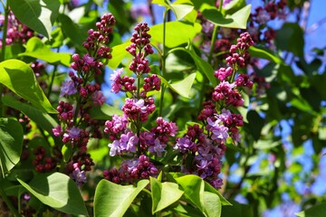 Blooming purple lilac, Syringa vulgaris in the garden.