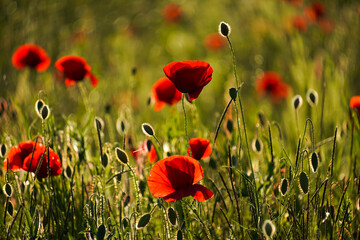 Obraz premium Vivid poppy field. Beautiful red poppy flowers on green fleecy stems grow in the field. Scarlet poppy flowers in the sunset light. Close-up of poppies 
