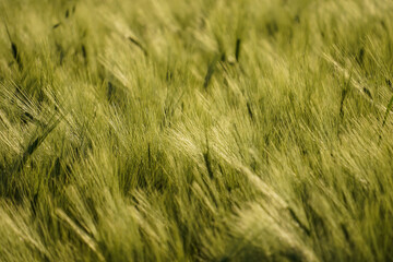 closeup of barley field in sunset time