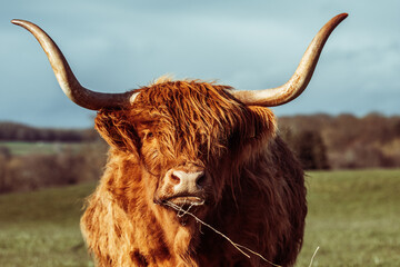 highland cow