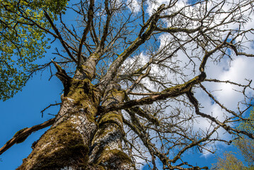 an old tree covered with moss against a blue sky
