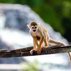long macaque