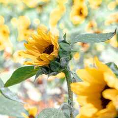 sunflower garden