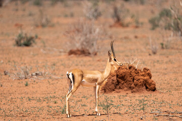 impala in the savannah