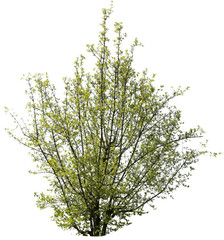 Mehrstämmiger Strauch mit grünen Blättern im Gegenlicht