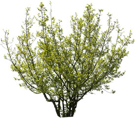 Mehrst&auml;mmiger Strauch mit gr&uuml;nen Bl&auml;ttern im Gegenlicht